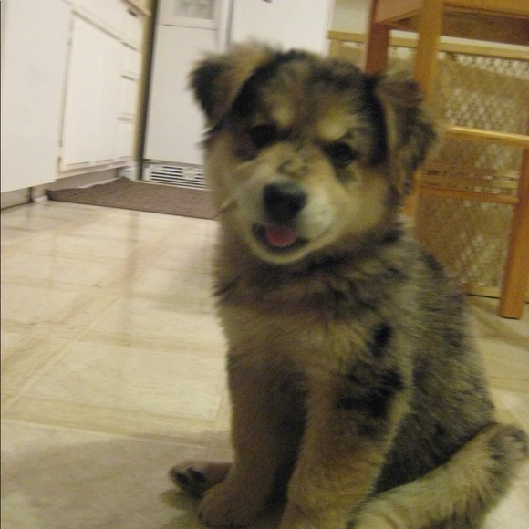 Meet your Posher, Cole - Picture 1 of 1